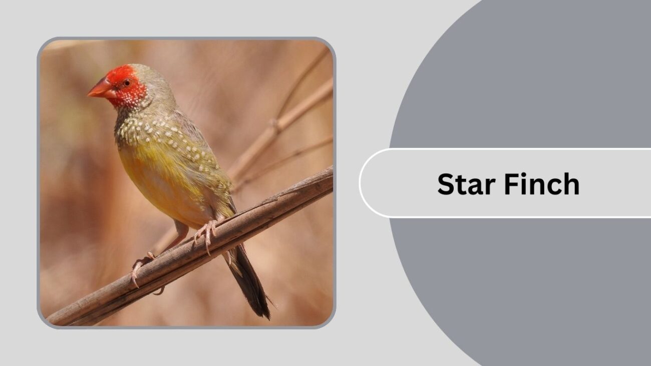  Star Finch