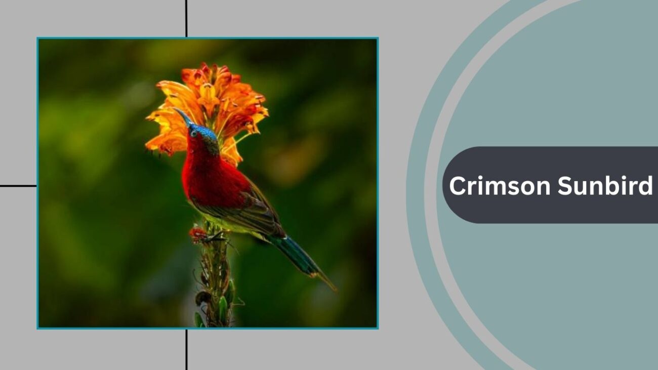 Crimson Sunbird