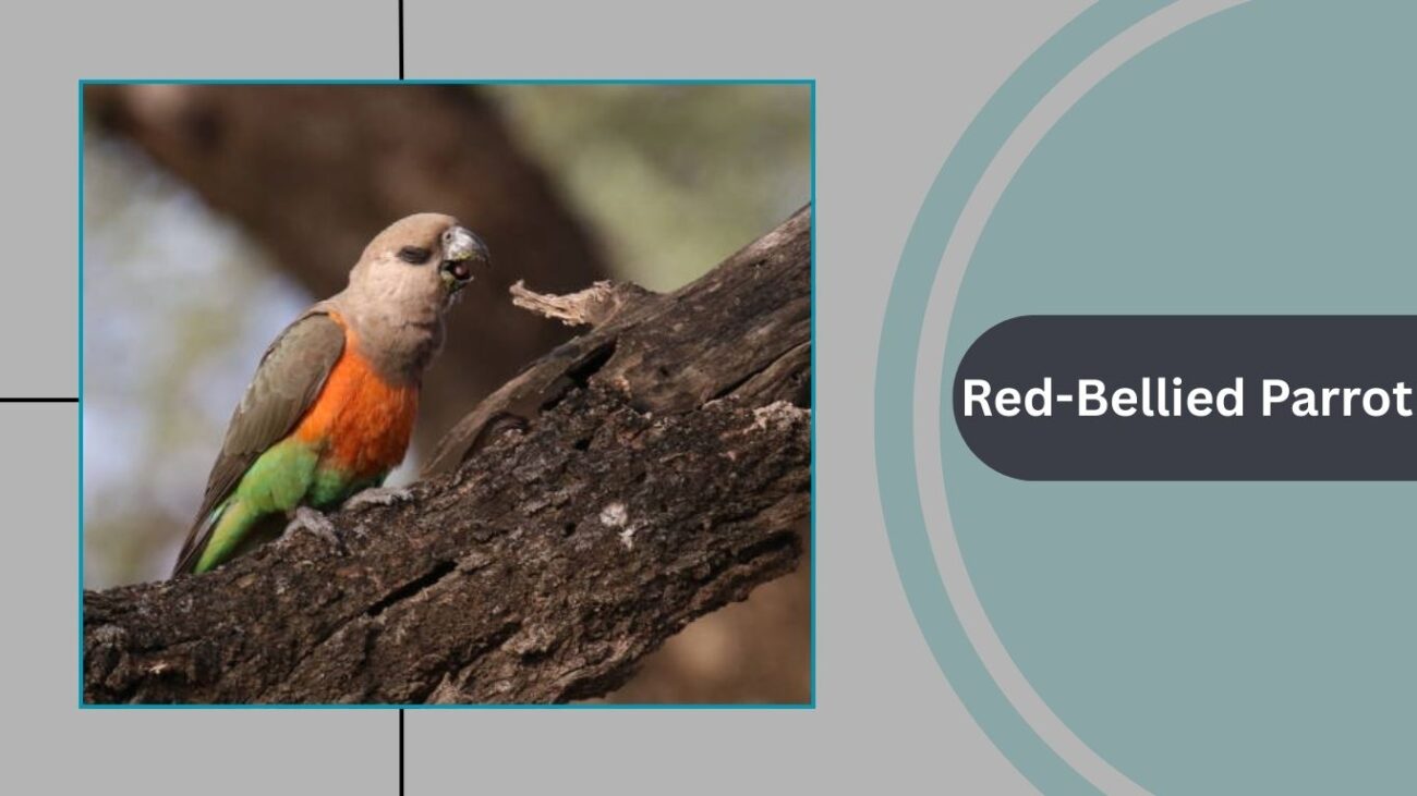 Red-Bellied Parrot