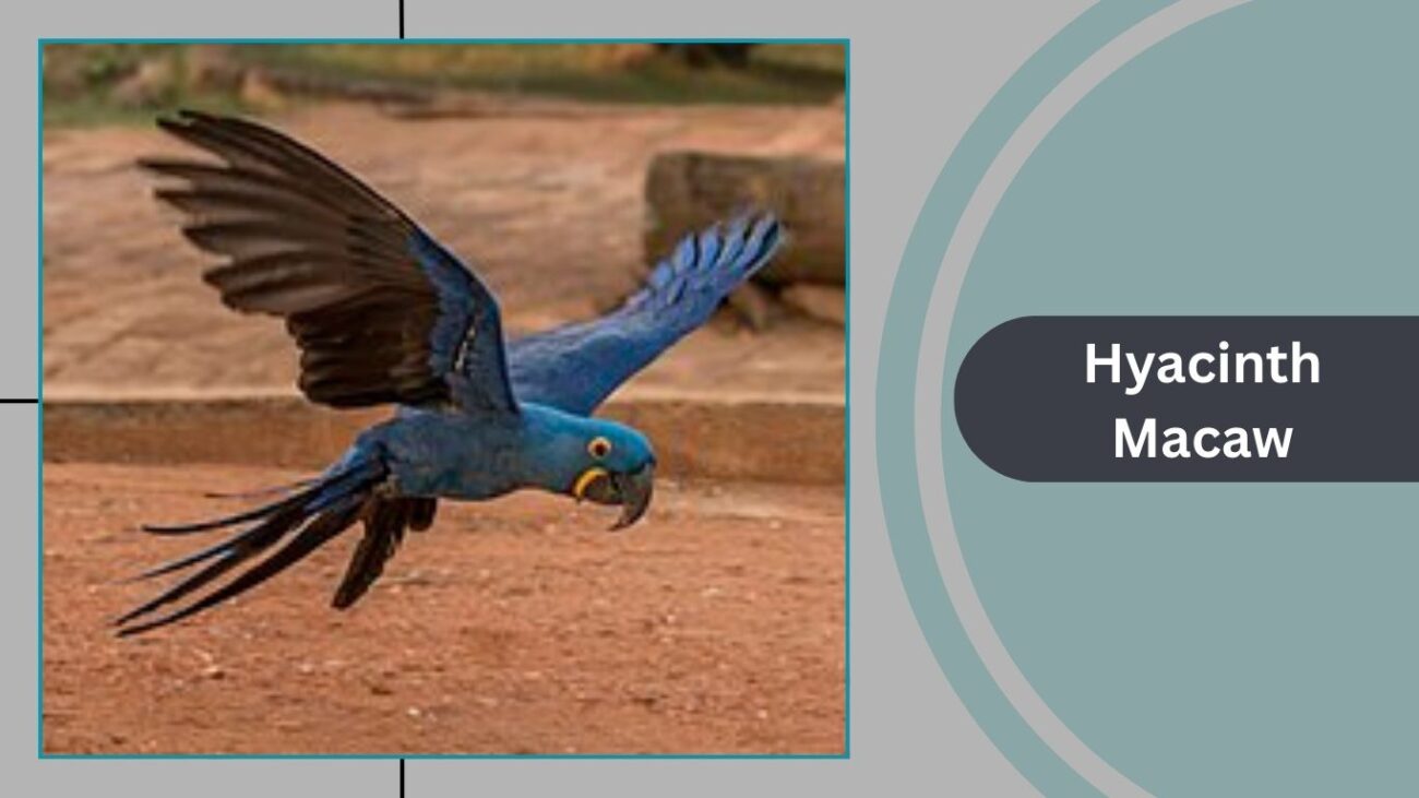 Hyacinth Macaw