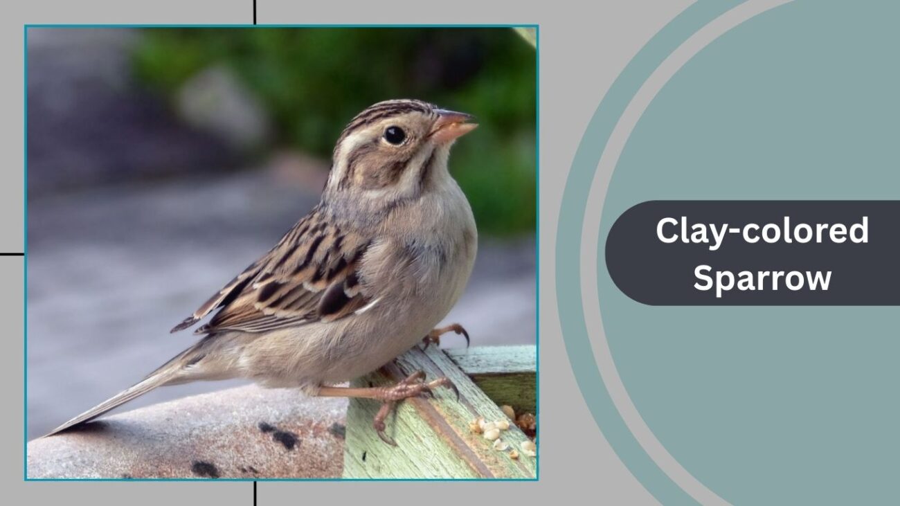 Clay-colored Sparrow