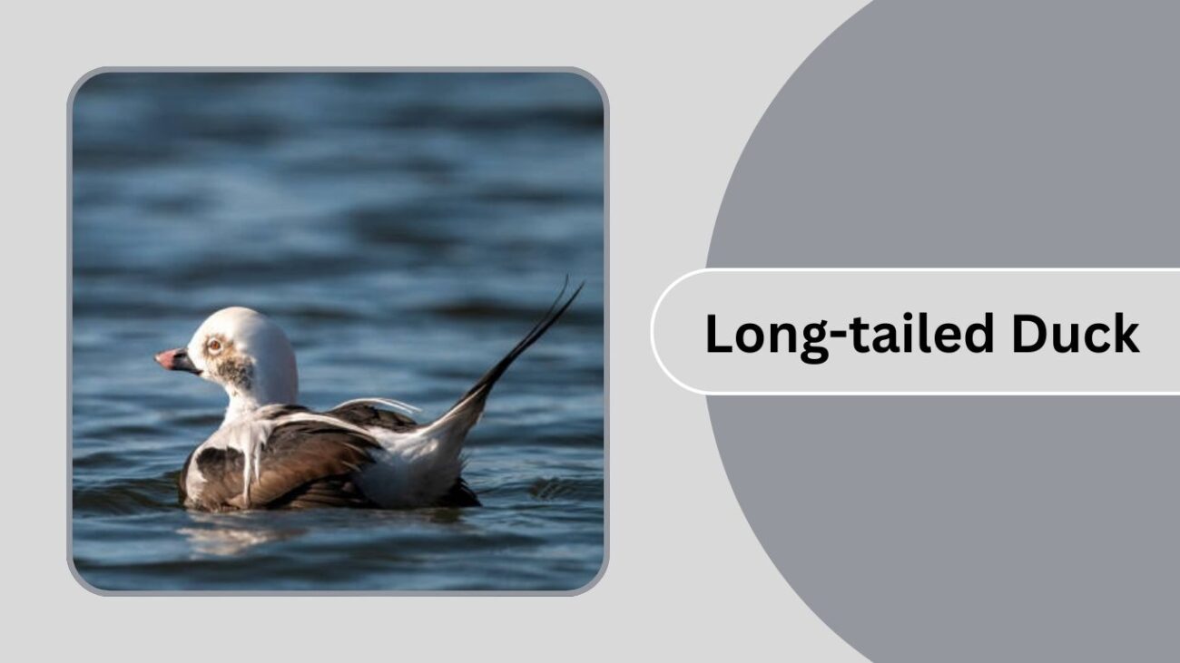 Long-tailed Duck