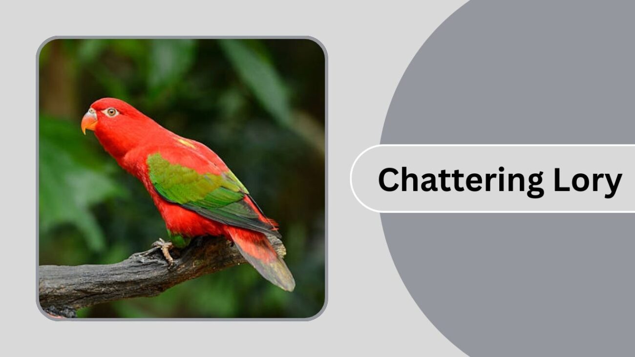 Chattering Lory