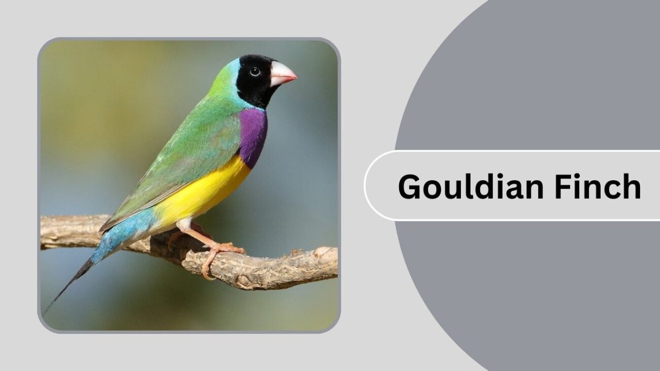 Gouldian Finch