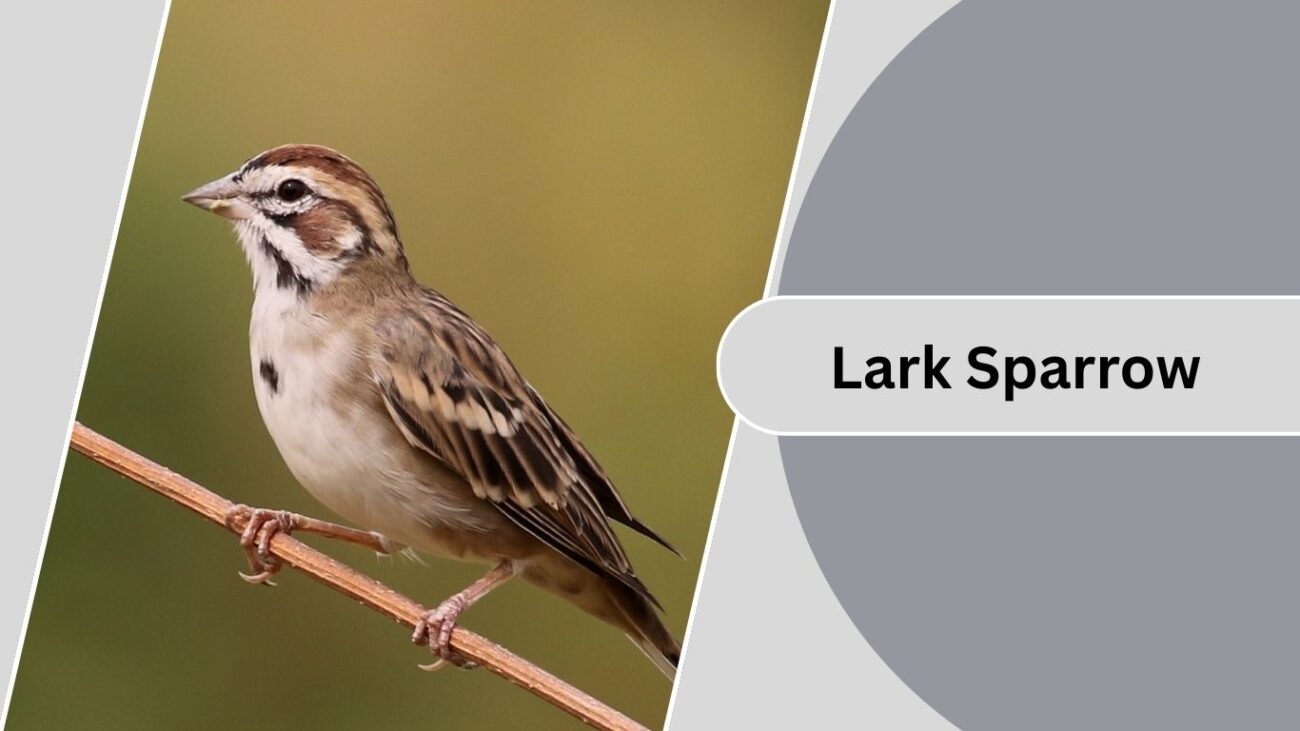  Lark Sparrow