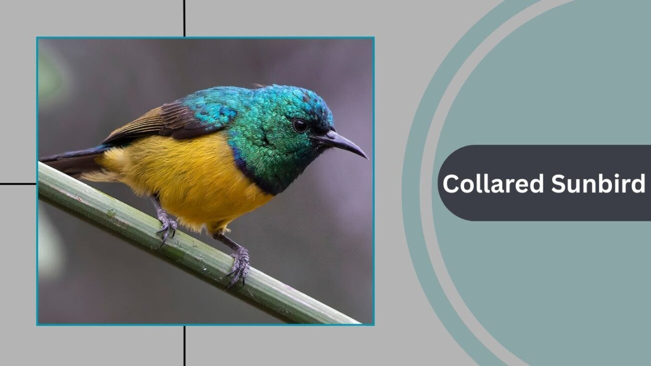 Collared Sunbird