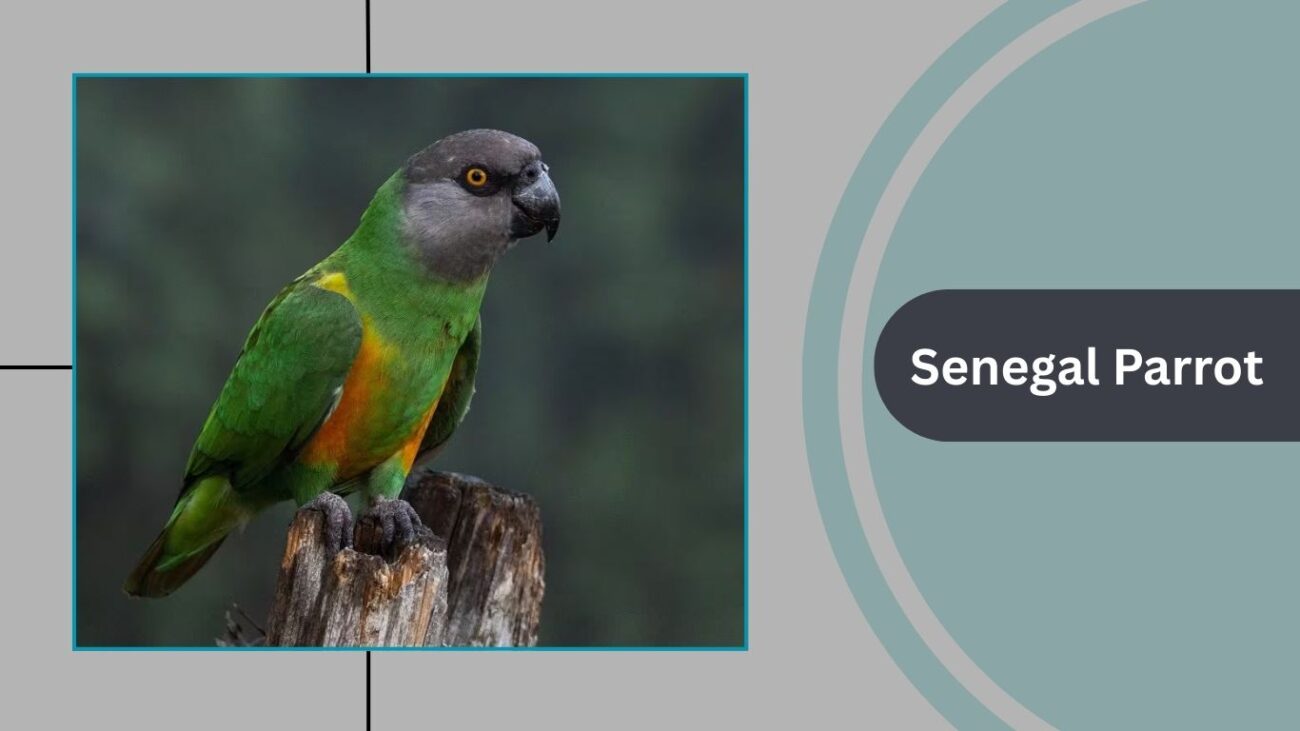 Senegal Parrot