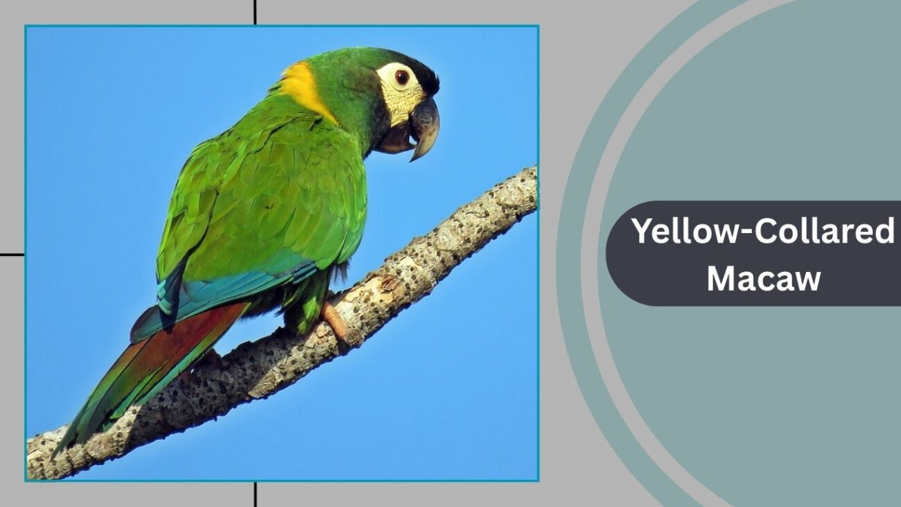 Yellow-Collared Macaw