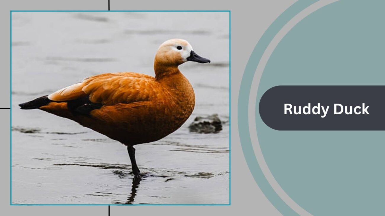 Ruddy Duck