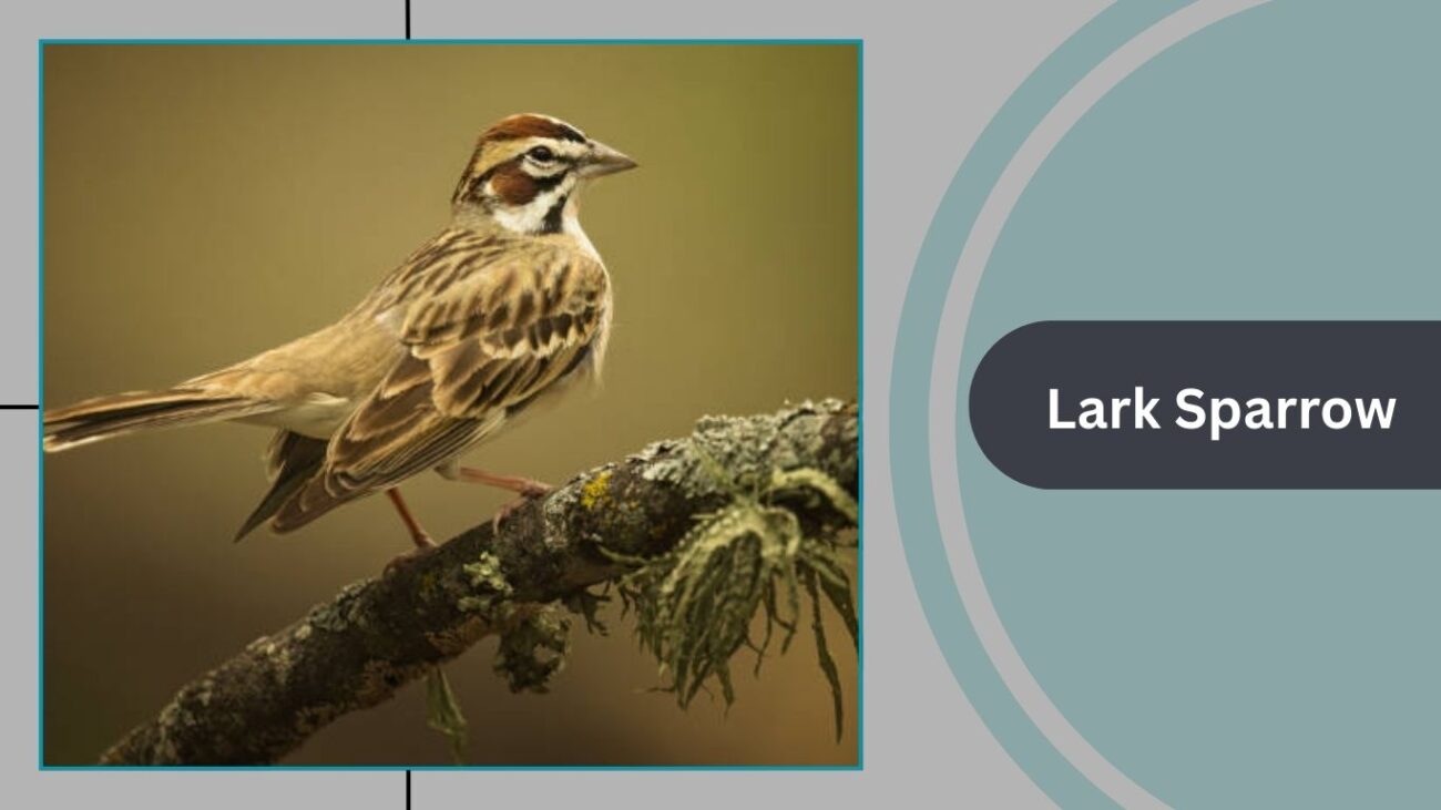 Lark Sparrow