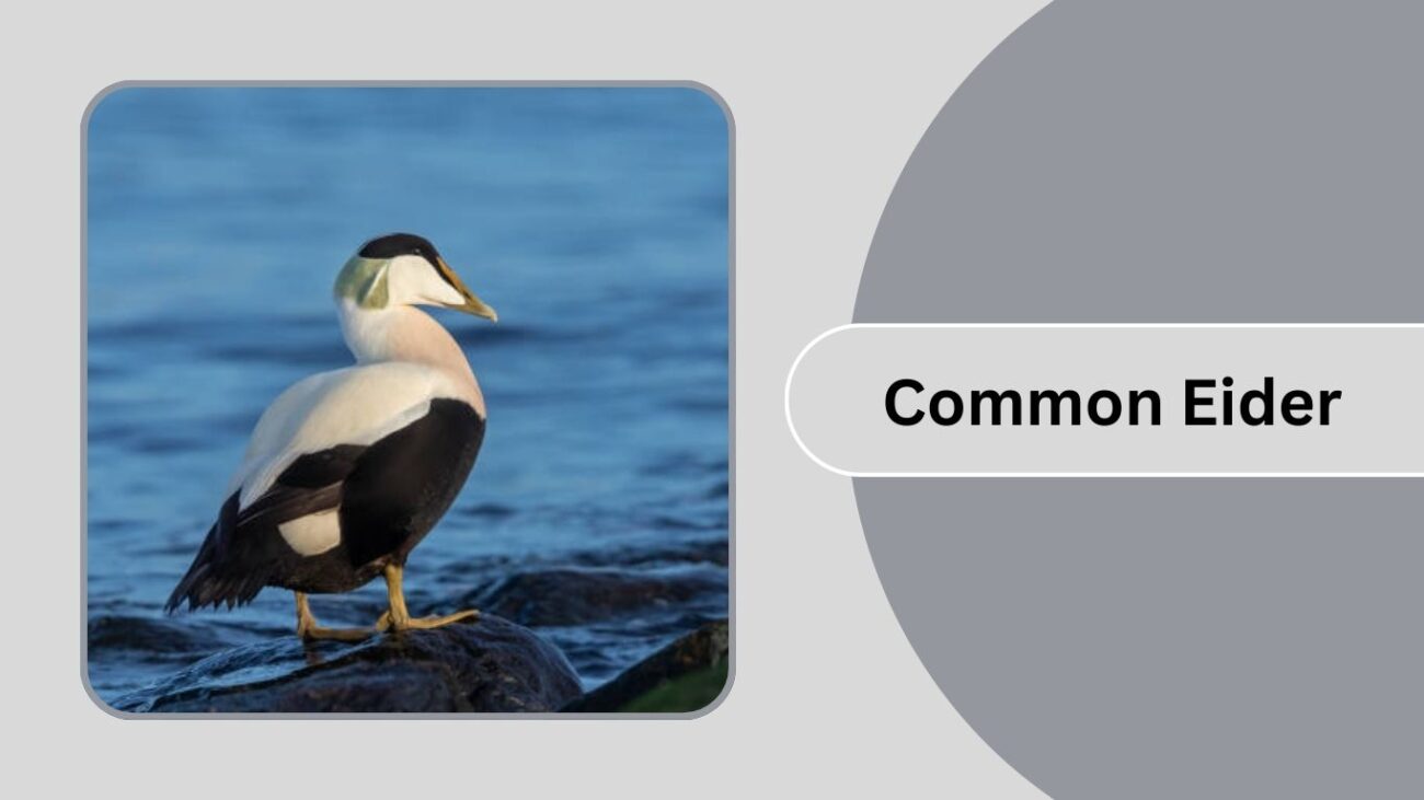 Common Eider