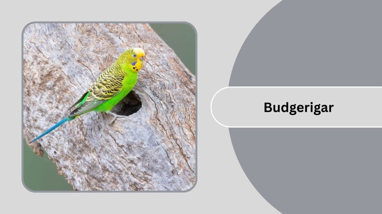 Budgerigar