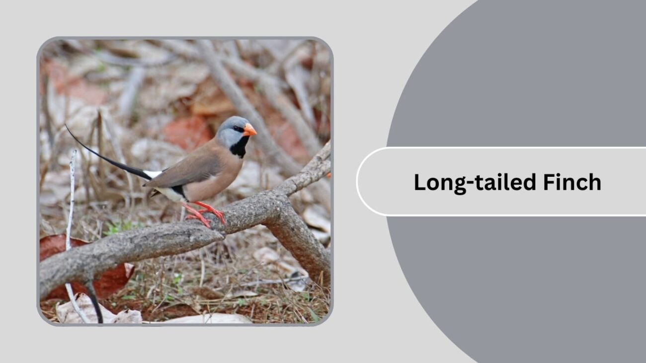 Long-tailed Finch