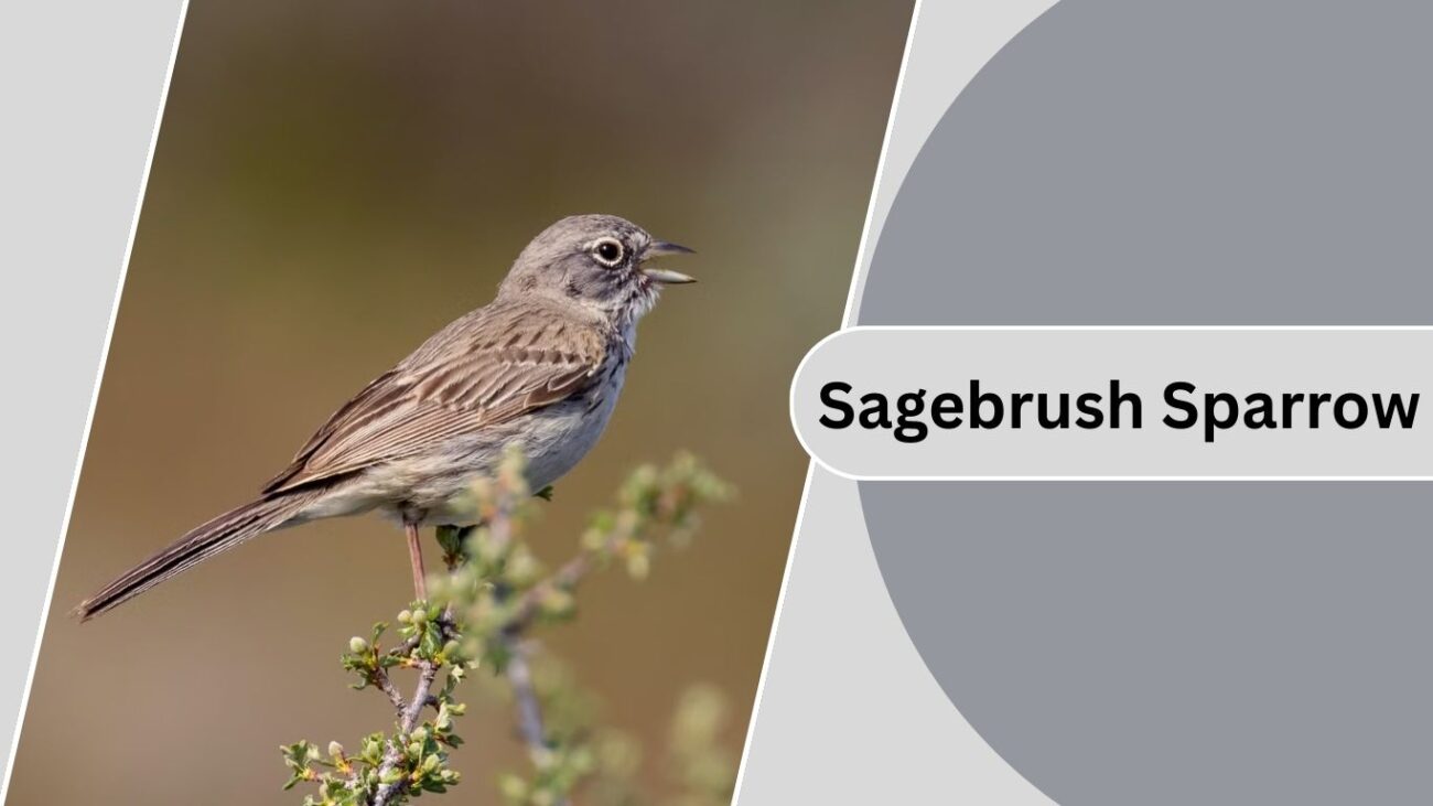  Sagebrush Sparrow