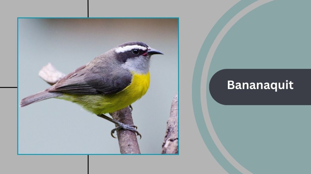 Bananaquit