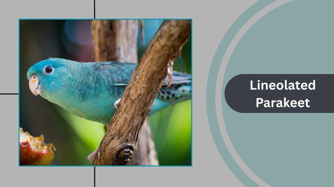 Lineolated Parakeet (Linnie)