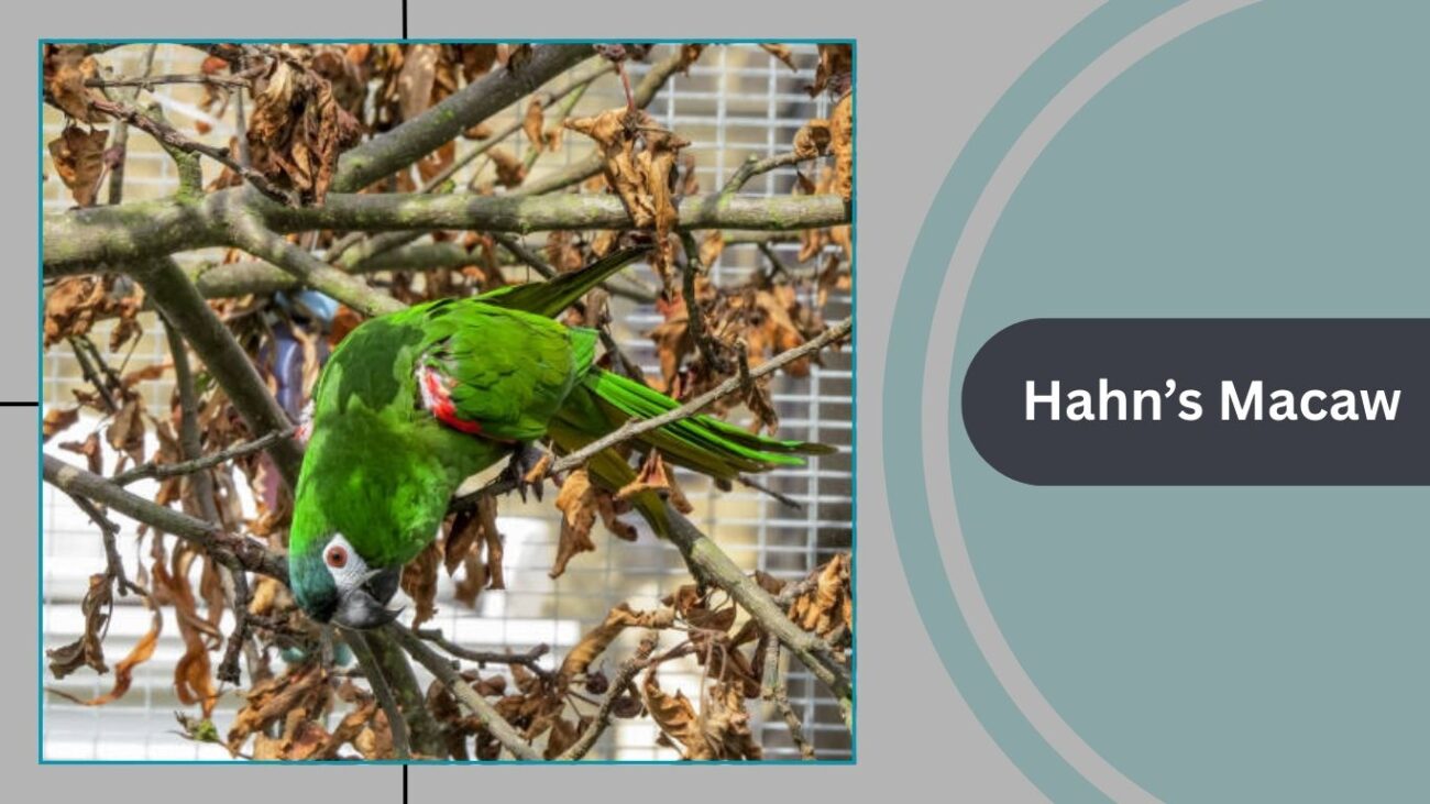 Hahn’s Macaw (Red-Shouldered Macaw)