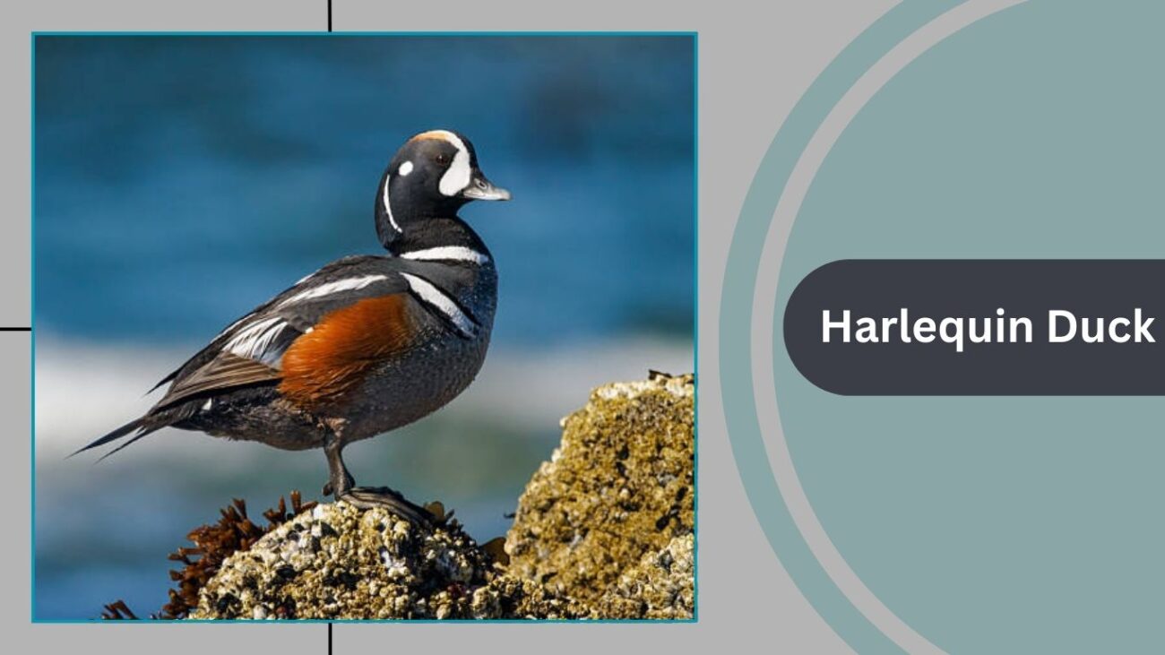 Harlequin Duck