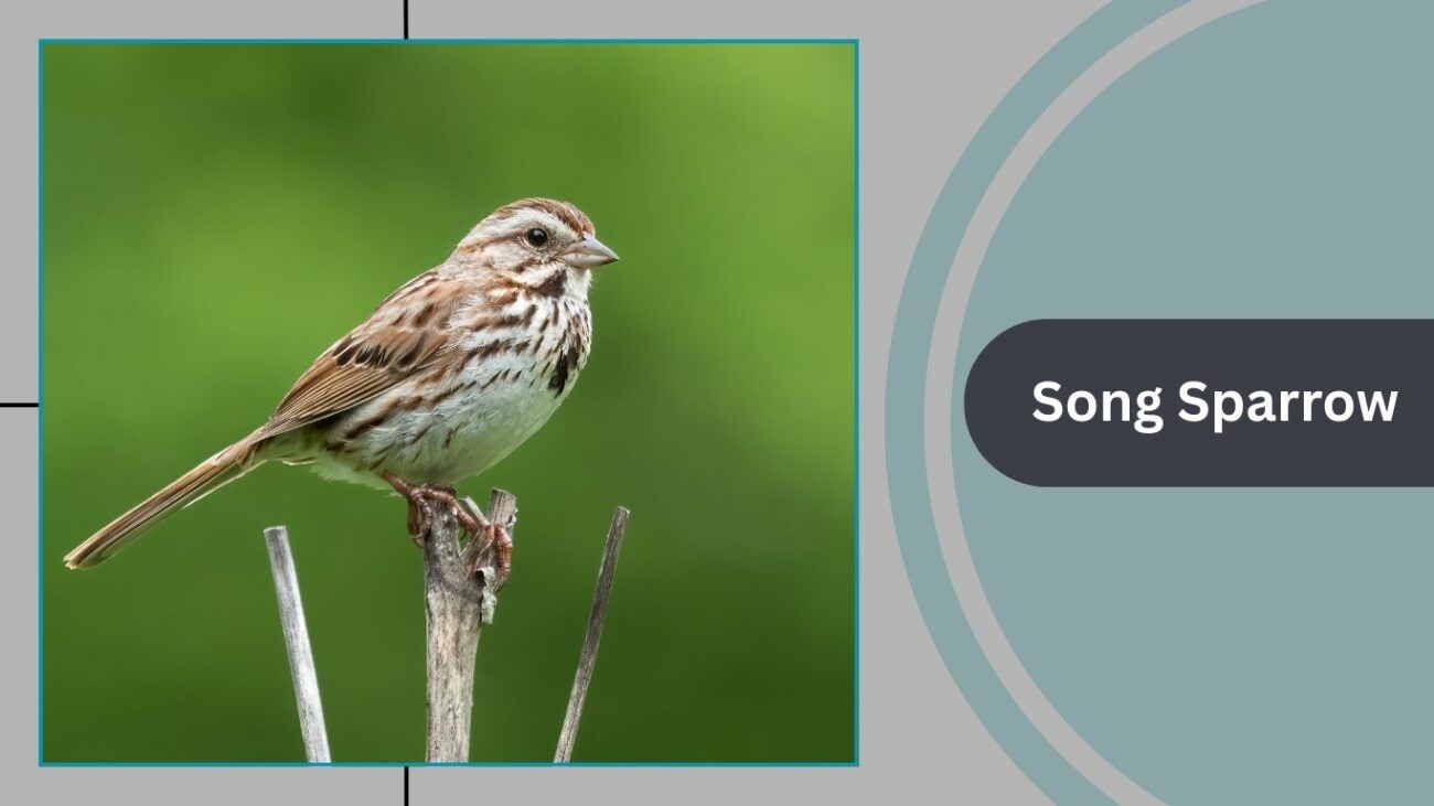 Song Sparrow
