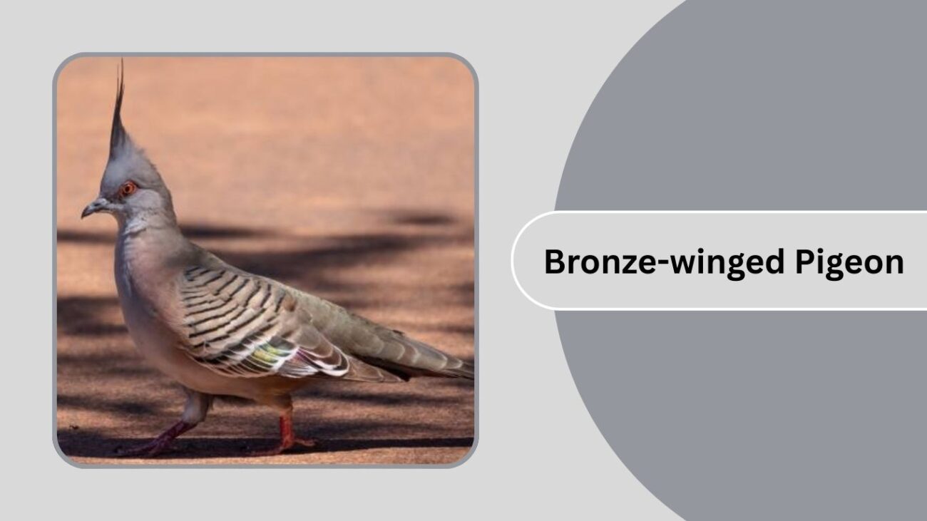 Bronze-winged Pigeon