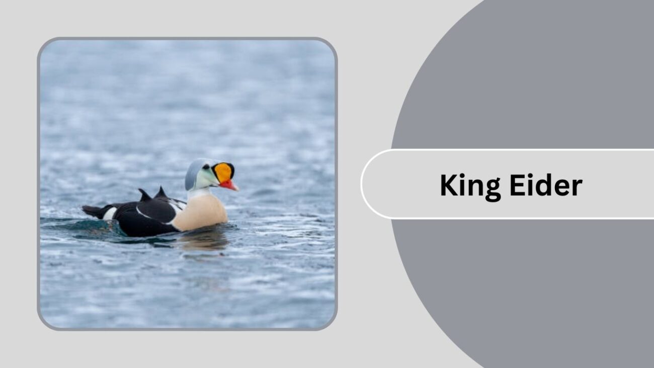 King Eider