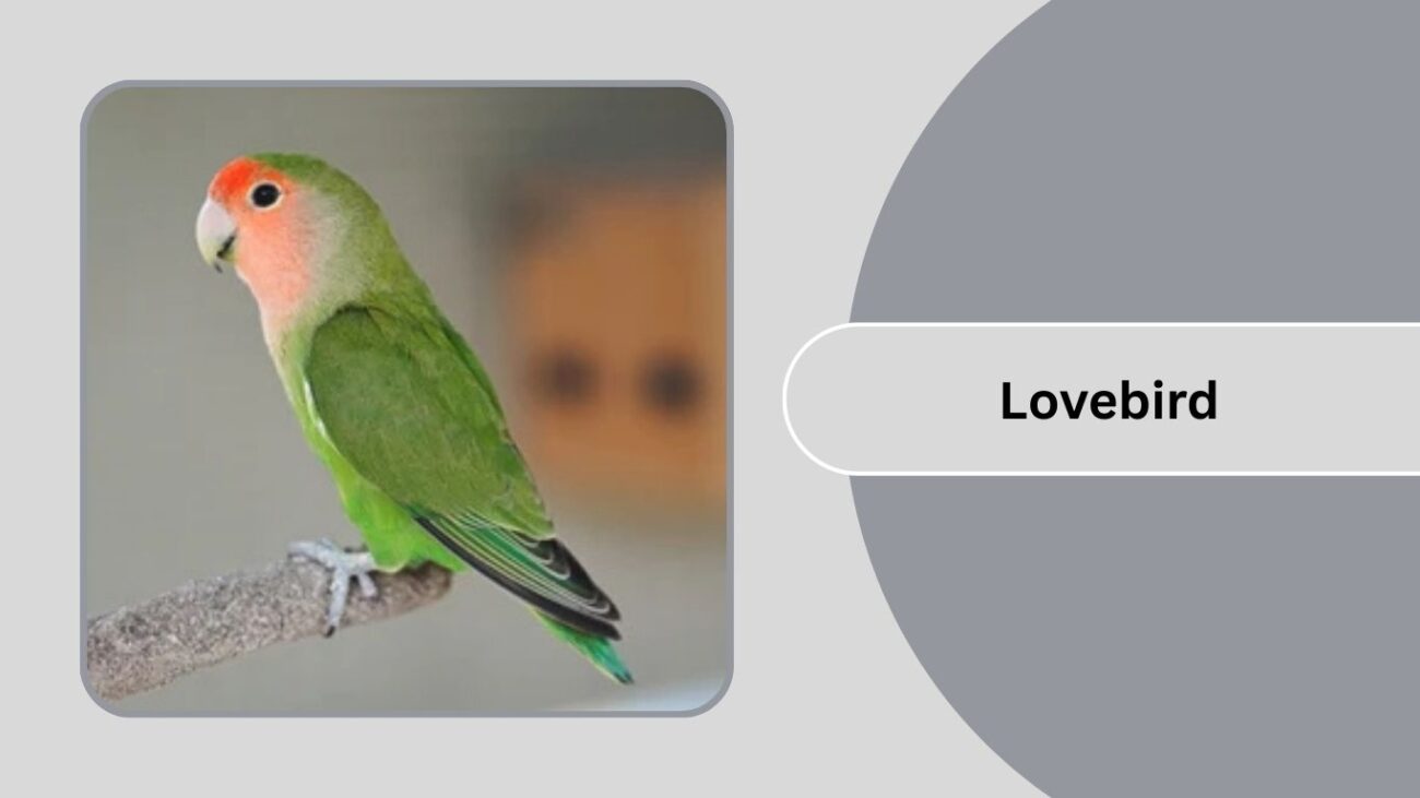Lovebird