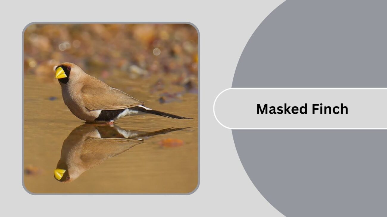 Masked Finch