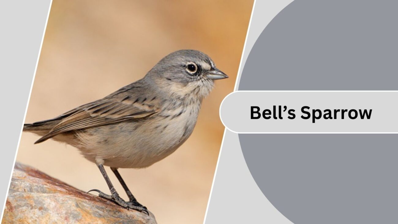  Bell’s Sparrow