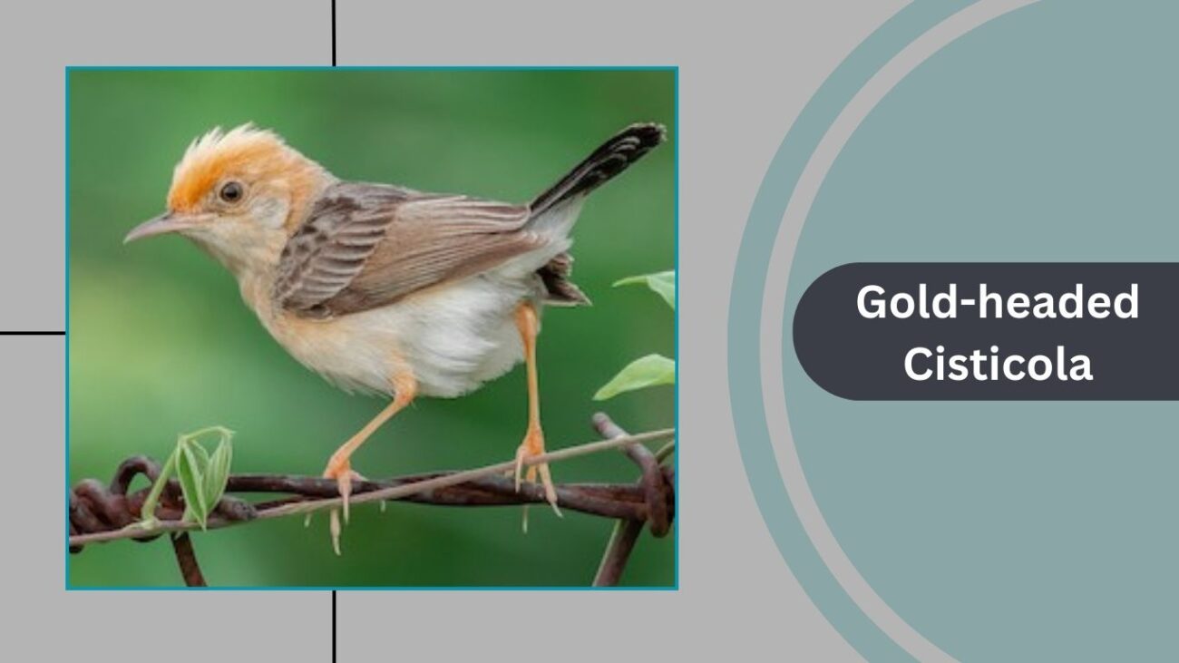 Gold-headed Cisticola