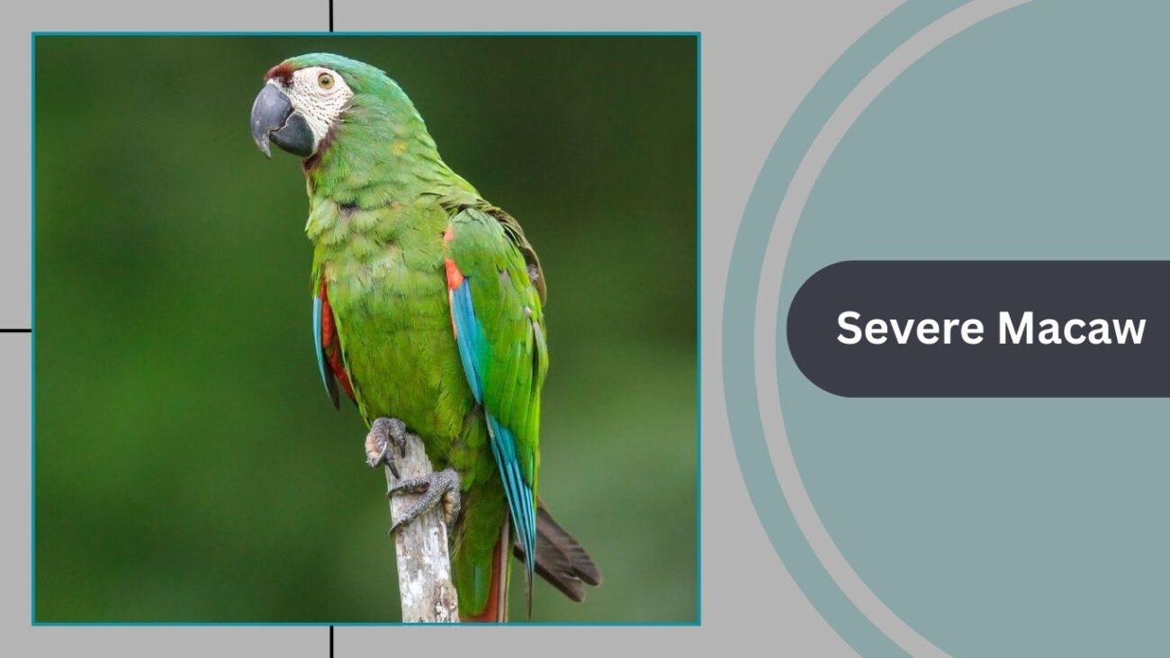Severe Macaw