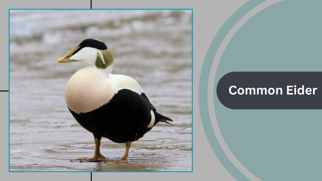 Common Eider