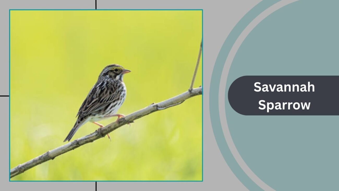 Savannah Sparrow