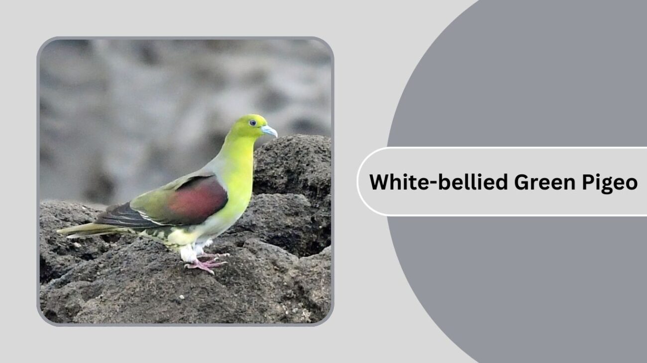White-bellied Green Pigeon