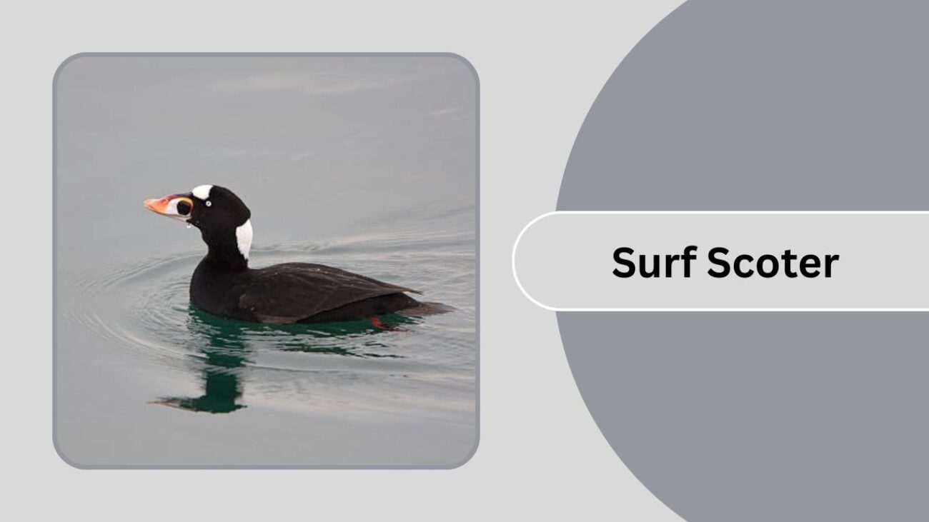 Surf Scoter