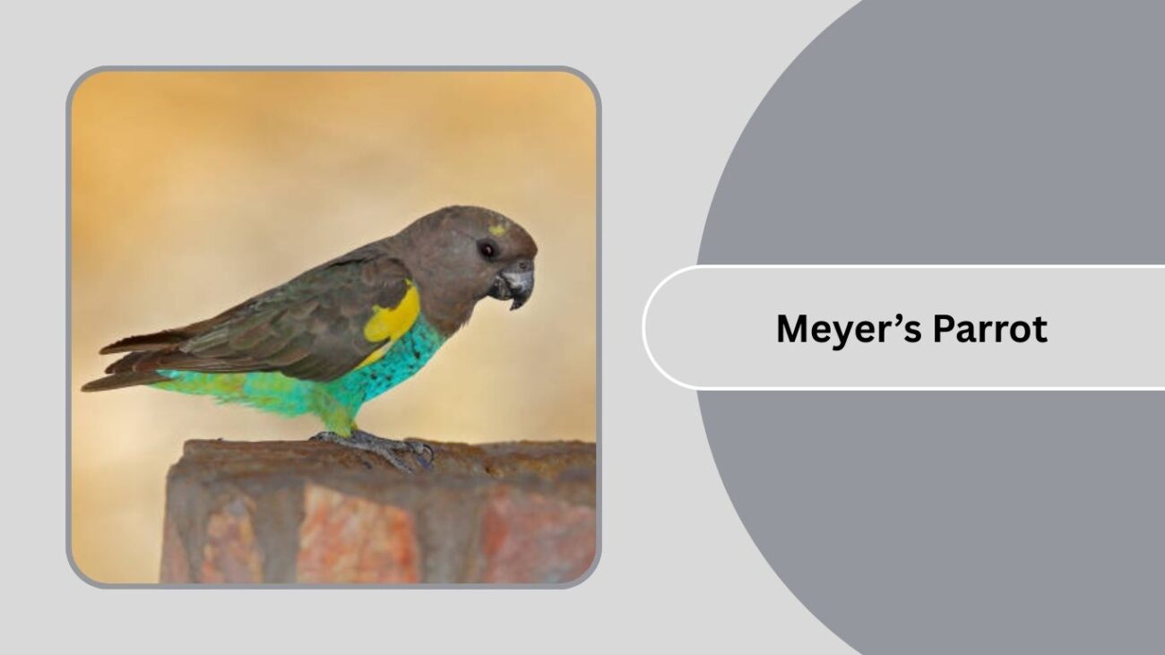 Meyer’s Parrot