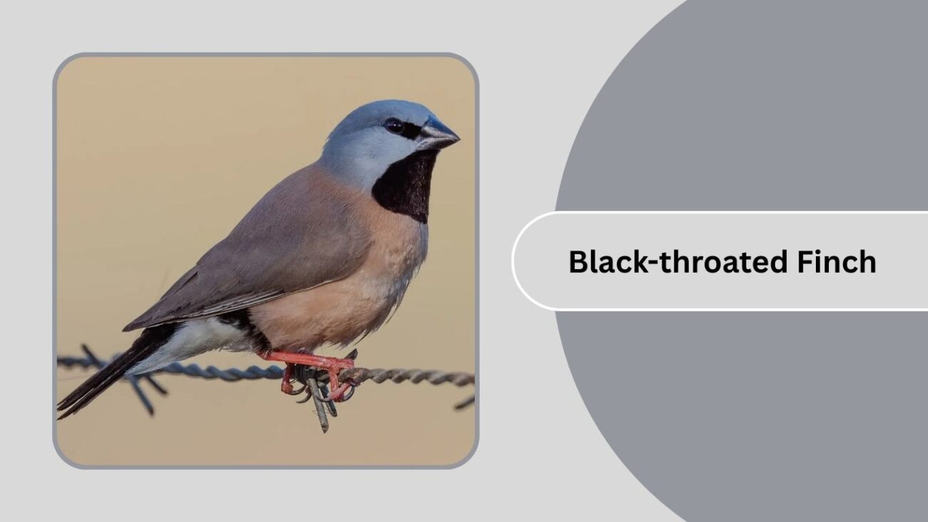 Black-throated Finch