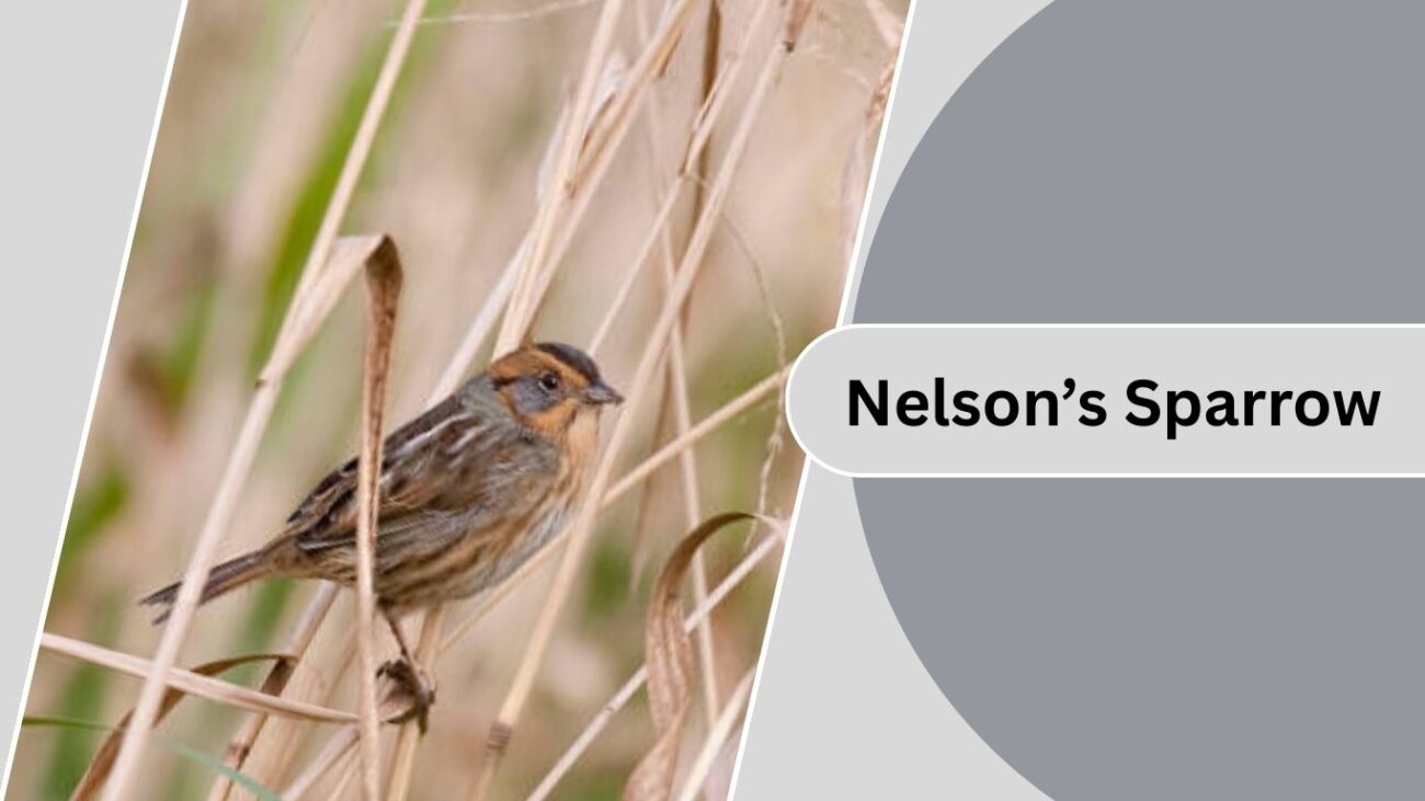 Nelson’s Sparrow