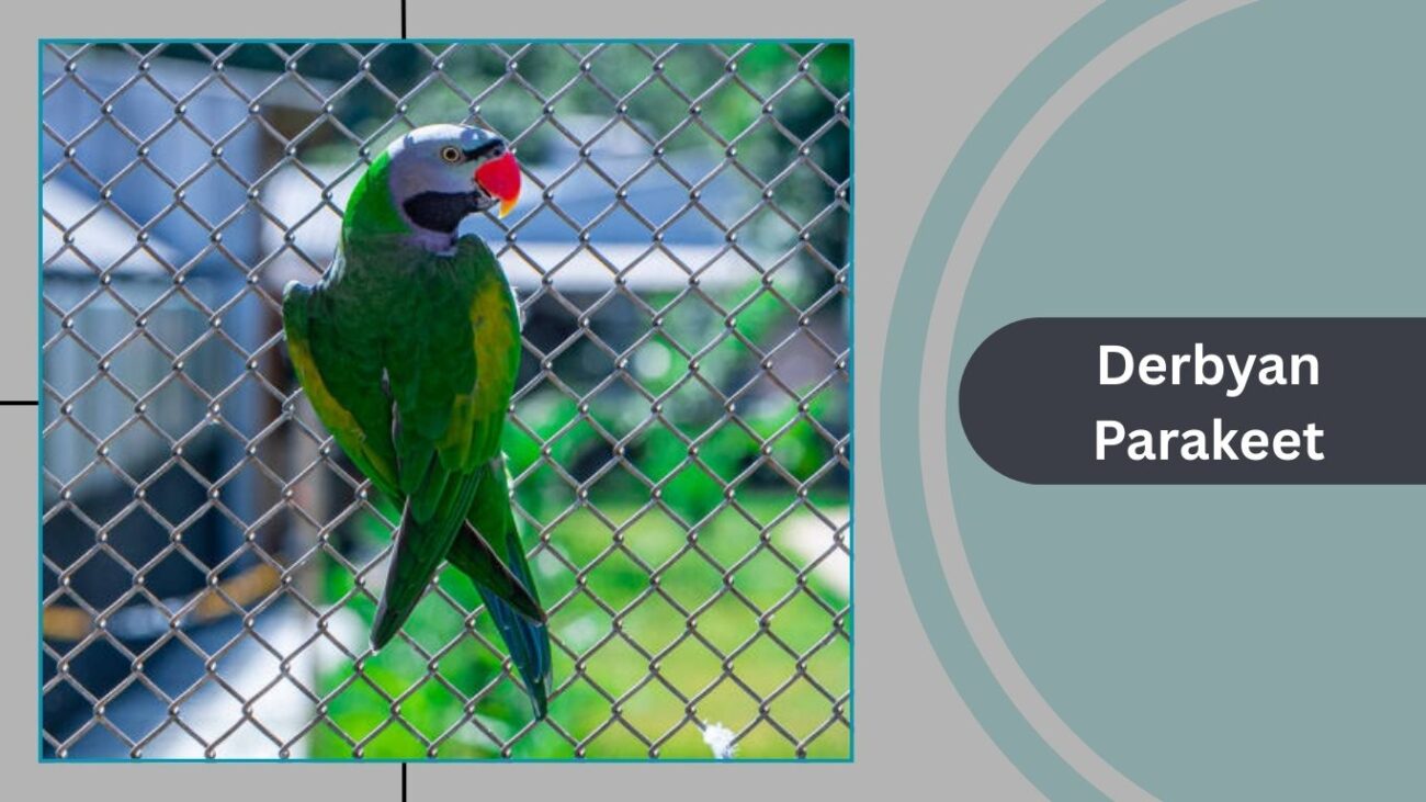 Derbyan Parakeet
