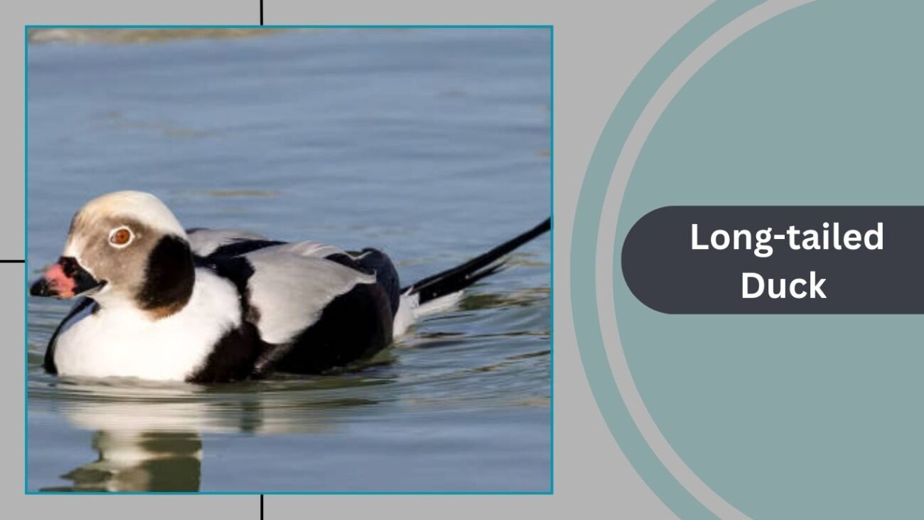 Long-tailed Duck