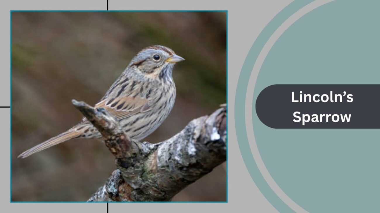 Lincoln’s Sparrow