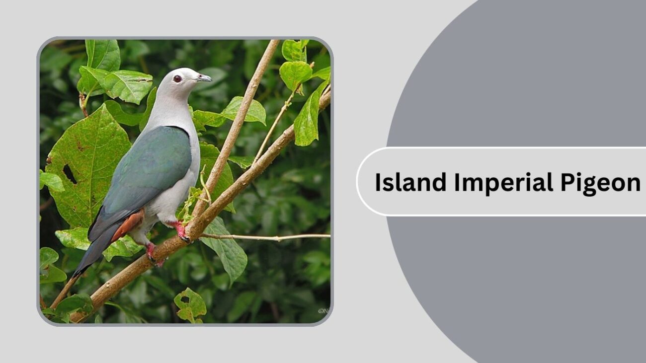 Island Imperial Pigeon