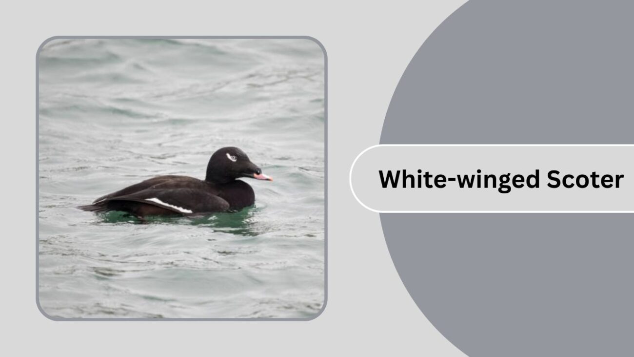 White-winged Scoter