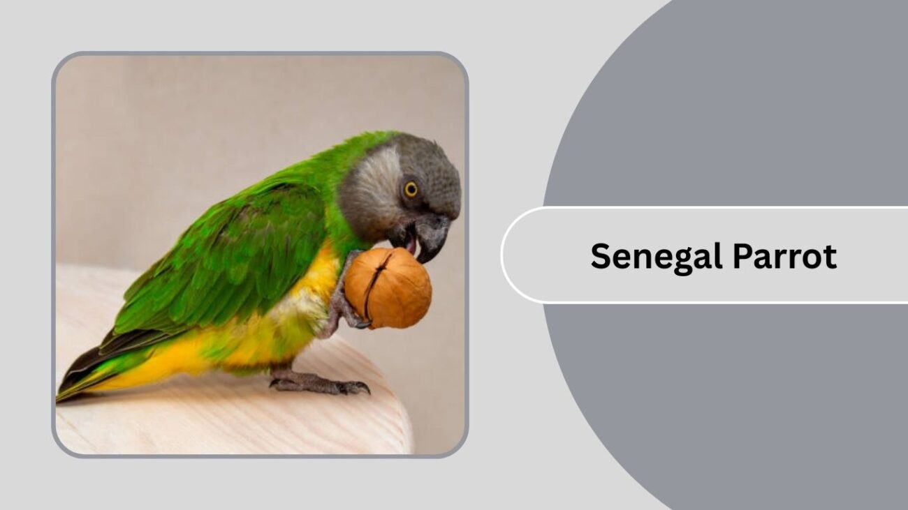 Senegal Parrot