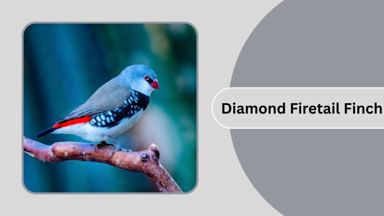 Diamond Firetail Finch