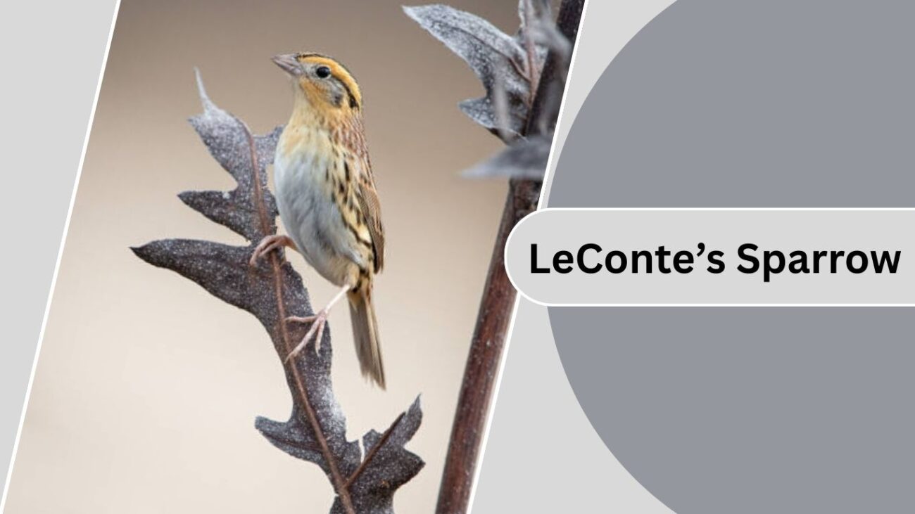 LeConte’s Sparrow