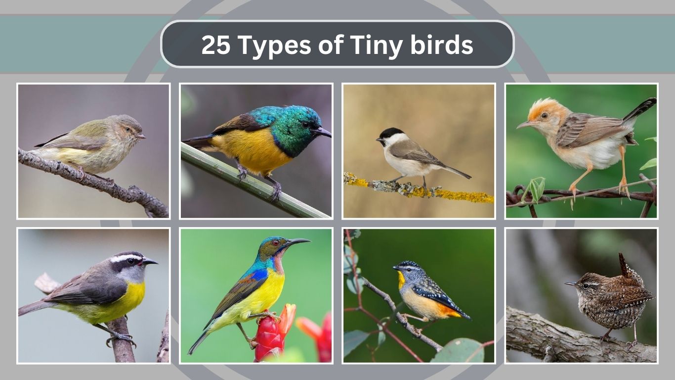 25 Types of Tiny birds