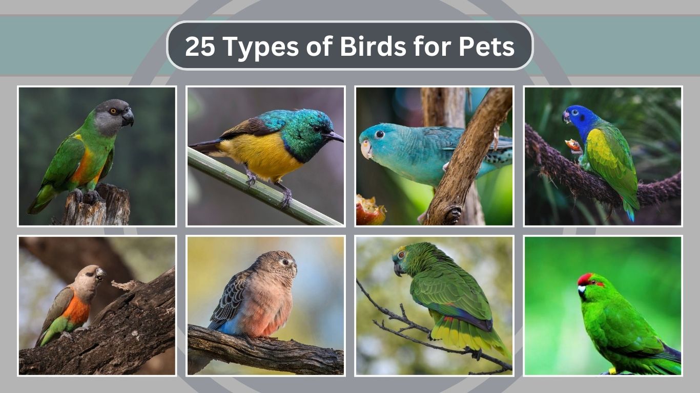 25 Types of Birds for Pets