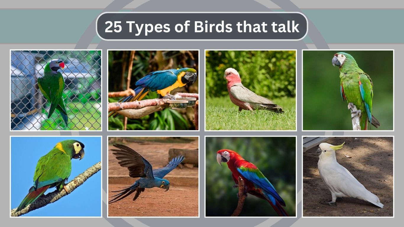 25 Types of Birds that talk