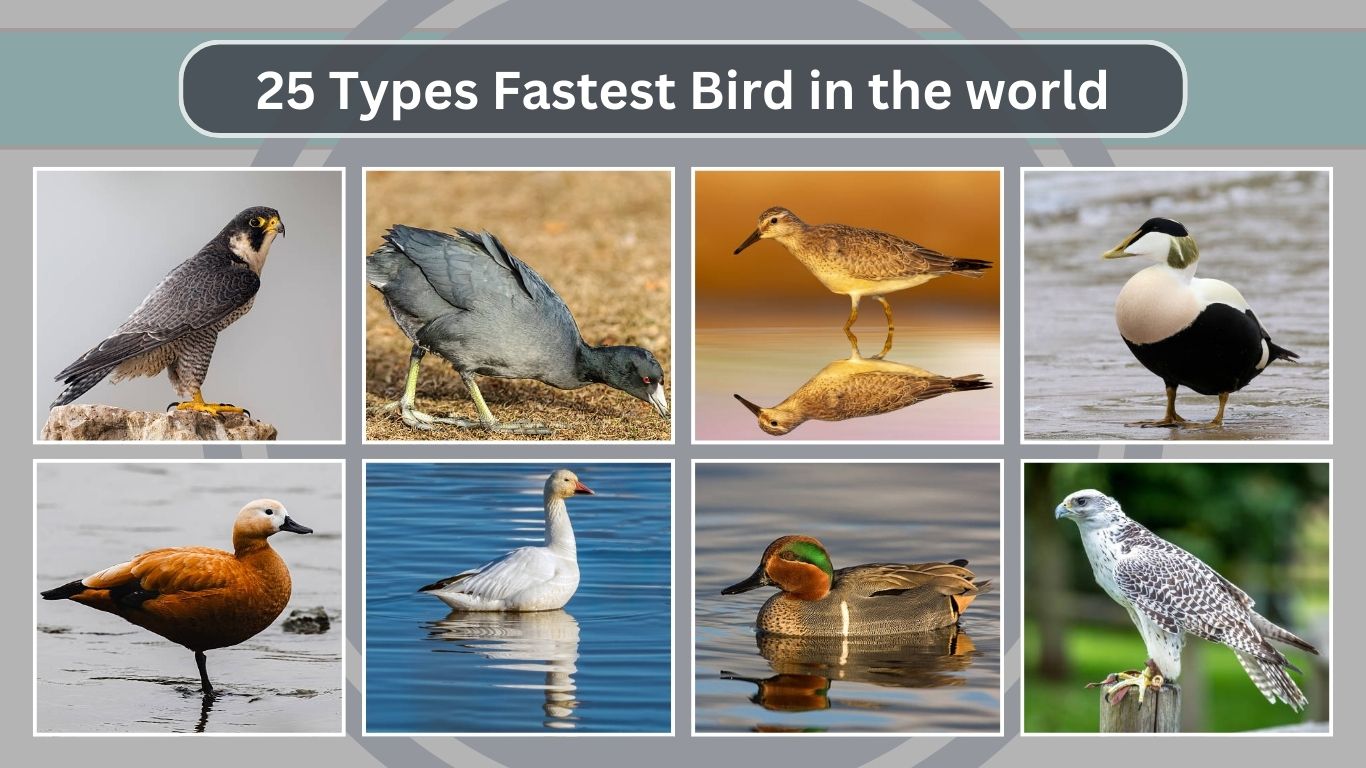 25 Types Fastest Bird in the world