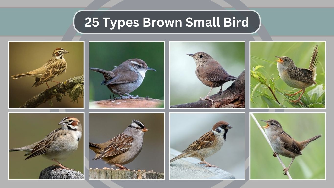 25 Types Brown Small Bird